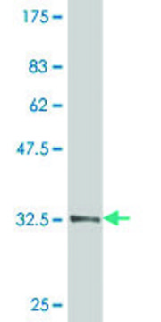 Monoclonal Anti-TWIST1 antibody produced in mouse clone 3H5, purified immunoglobulin, buffered aqueous solution