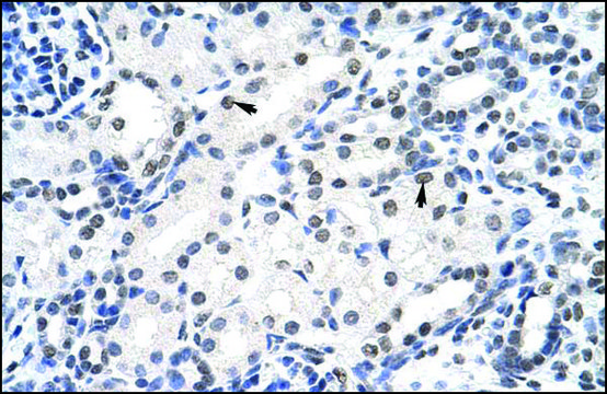 Anti-SURF6 (AB2) antibody produced in rabbit IgG fraction of antiserum