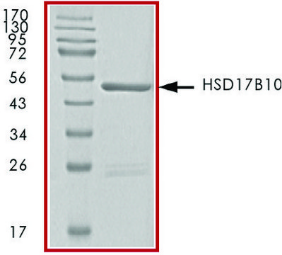 HSD17B10, GST tagged human recombinant, expressed in baculovirus infected Sf9 cells, &#8805;70% (SDS-PAGE), buffered aqueous glycerol solution