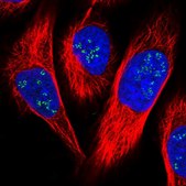 Anti-FAM111A antibody produced in rabbit Prestige Antibodies® Powered by Atlas Antibodies, affinity isolated antibody, buffered aqueous glycerol solution