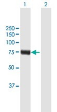 Anti-RFX4 antibody produced in mouse purified immunoglobulin, buffered aqueous solution