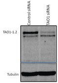 Anti-TAOK1 Antibody (long isoform), clone TAO1_1.2_VMD clone 1.2, 1 mg/mL, from mouse