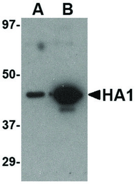 Monoclonal Anti-HEMAGGLUTININ antibody produced in mouse clone 7B9B2, affinity isolated antibody