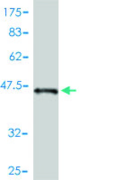 Monoclonal Anti-STK32A antibody produced in mouse clone 3E8-1D3, purified immunoglobulin, buffered aqueous solution