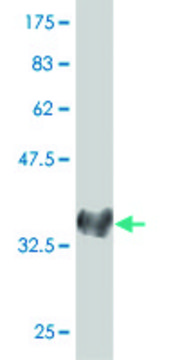 Monoclonal Anti-NEUROG1 antibody produced in mouse clone 1F10, purified immunoglobulin, buffered aqueous solution