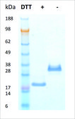 BMP-7 human recombinant, expressed in HEK 293 cells, ≥95% (SDS-PAGE)