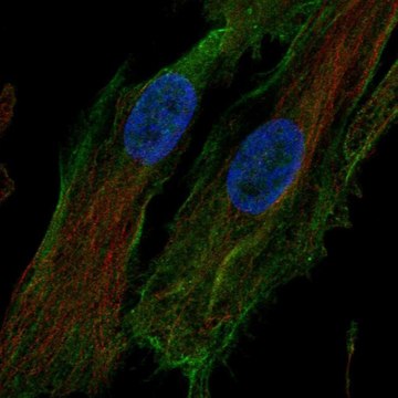 Anti-HTRA1 antibody produced in rabbit Prestige Antibodies&#174; Powered by Atlas Antibodies, affinity isolated antibody, buffered aqueous glycerol solution