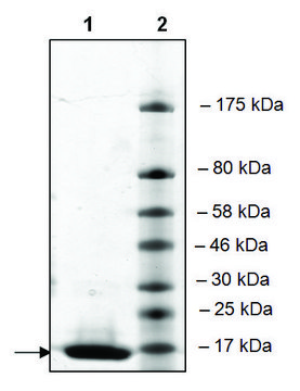 BRG1 (1480-1603) His tag human recombinant, expressed in E. coli, &#8805;90% (SDS-PAGE)