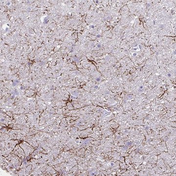 Anti-TENM4 antibody produced in rabbit Prestige Antibodies&#174; Powered by Atlas Antibodies, affinity isolated antibody