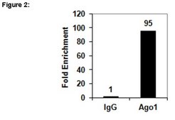 RIPAb+ Ago1抗体 clone 4G7-E12, from mouse