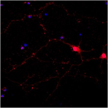 Anti-Neurofilament 200kDa Antibody, clone NE14, Alexa Fluor&#8482; 555 Conjugate clone NE14, from mouse, ALEXA FLUOR&#8482; 555