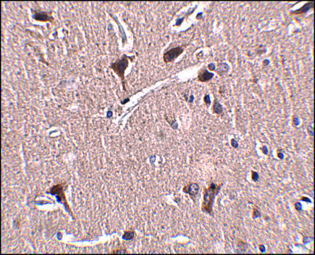 Anti-MIPU1 antibody produced in rabbit affinity isolated antibody, buffered aqueous solution