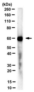 Anti-DUX4 Antibody, clone P4H2 clone P4H2, from mouse