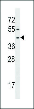 ANTI-FPR1 (CENTER) antibody produced in rabbit affinity isolated antibody, buffered aqueous solution