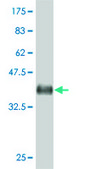 ANTI-ARHGEF1 antibody produced in mouse clone 2D2, purified immunoglobulin, buffered aqueous solution