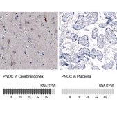 Monoclonal Anti-PNOC antibody produced in mouse Prestige Antibodies® Powered by Atlas Antibodies, clone CL15085, purified antibody (Protein A)
