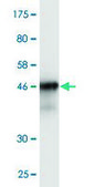 Monoclonal Anti-COMMD1 antibody produced in mouse clone 2B12, purified immunoglobulin, buffered aqueous solution