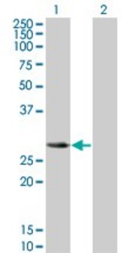 Monoclonal Anti-SLA2 antibody produced in mouse clone 3G5, purified immunoglobulin, buffered aqueous solution