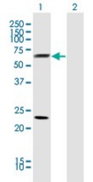 Monoclonal Anti-CLU antibody produced in mouse clone 1A11, purified immunoglobulin, buffered aqueous solution