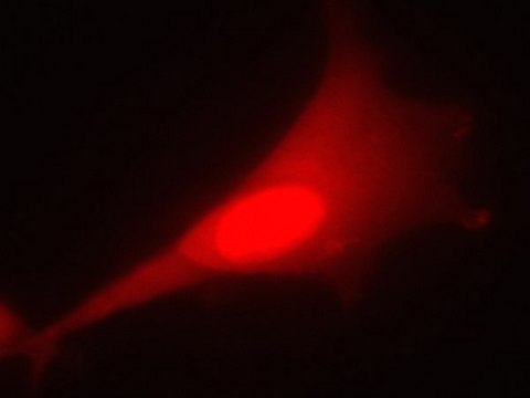 LentiBrite RFP Control Lentiviral Biosensor