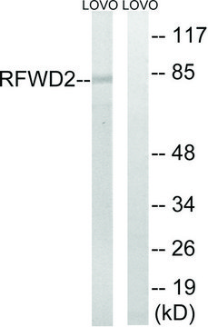 Anti-RFWD2, C-Terminal antibody produced in rabbit affinity isolated antibody