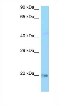 Anti-KRAS antibody produced in rabbit affinity isolated antibody