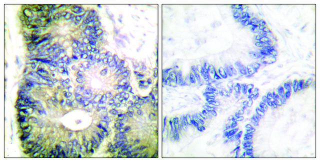 Anti-Cytochrome c antibody produced in rabbit affinity isolated antibody