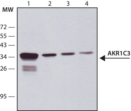 抗 AKR1C3 抗体，小鼠单克隆 clone NP6.G6.A6, purified from hybridoma cell culture