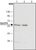 Anti-GLUT4 (C-terminal) antibody produced in rabbit ~1.5 mg/mL, affinity isolated antibody, buffered aqueous solution
