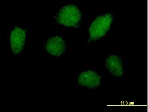 Anti-HOXA1 antibody produced in mouse purified immunoglobulin, buffered aqueous solution