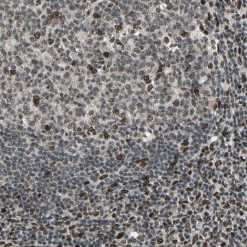 Anti-ISY1 antibody produced in rabbit Ab1, Prestige Antibodies&#174; Powered by Atlas Antibodies, affinity isolated antibody, buffered aqueous glycerol solution