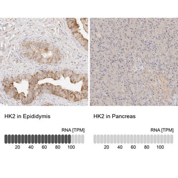 Anti-HK2 antibody produced in rabbit Prestige Antibodies&#174; Powered by Atlas Antibodies, affinity isolated antibody, buffered aqueous glycerol solution