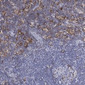 Anti-SELPLG antibody produced in rabbit Prestige Antibodies® Powered by Atlas Antibodies, affinity isolated antibody, buffered aqueous glycerol solution