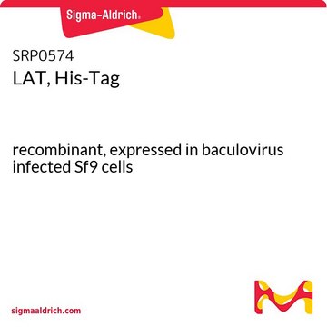 LAT, His-Tag recombinant, expressed in baculovirus infected Sf9 cells