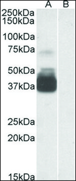 Anti-P2RX7 (N-terminal) antibody produced in goat affinity isolated antibody, buffered aqueous solution