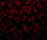 Anti-GOLPH2 antibody produced in rabbit affinity isolated antibody, buffered aqueous solution