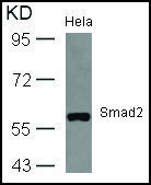 Anti-SMAD2 (Ab-467) antibody produced in rabbit affinity isolated antibody