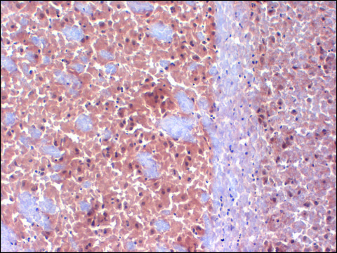 Monoclonal Anti-CACNA1D antibody produced in mouse clone S38-8, 1&#160;mg/mL, purified immunoglobulin