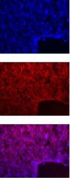 Anti-HES-5 Antibody Chemicon&#174;, from rabbit