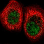 Anti-FNBP4 antibody produced in rabbit Prestige Antibodies® Powered by Atlas Antibodies, affinity isolated antibody, buffered aqueous glycerol solution