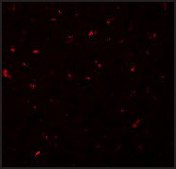 Anti-CALHM1 antibody produced in rabbit affinity isolated antibody, buffered aqueous solution