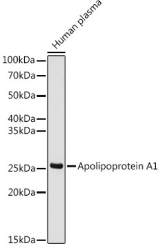 Anti-Apolipoprotein A1 Antibody, clone 5D5X9, Rabbit Monoclonal