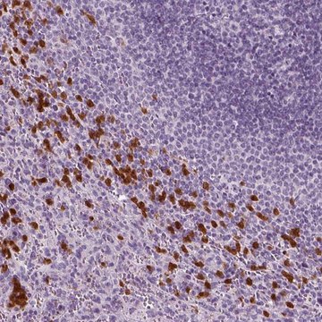 Anti-IL4 antibody produced in rabbit Prestige Antibodies&#174; Powered by Atlas Antibodies, affinity isolated antibody