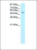 Anti-TEAD4 antibody produced in rabbit affinity isolated antibody