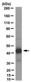Anti-T4 Lysozyme (T4L) Antibody, clone 6A6 clone 6A6, from mouse