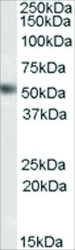 Anti-DAX1/NR0B1 antibody produced in goat affinity isolated antibody, buffered aqueous solution