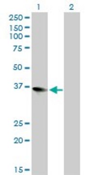 Monoclonal Anti-ZFP36L1 antibody produced in mouse clone 1A3, purified immunoglobulin, buffered aqueous solution