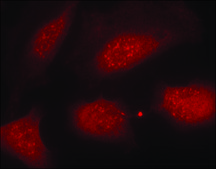 Anti-phospho-HIST1H3D (pSer10) antibody produced in rabbit affinity isolated antibody