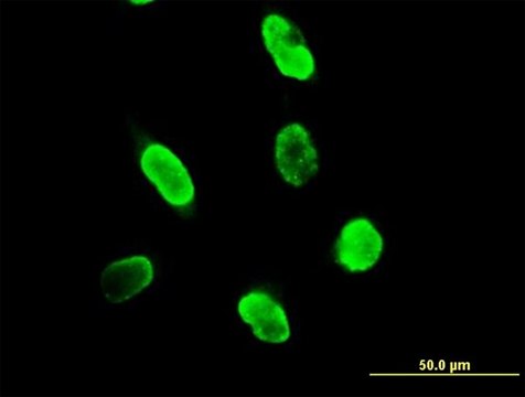 Anti-SUMO3 antibody produced in mouse IgG fraction of antiserum, buffered aqueous solution