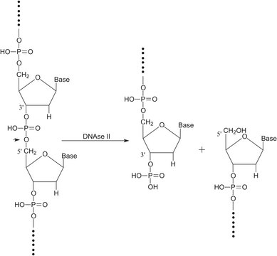 脱氧核糖核酸酶II 来源于牛脾脏 Type V, essentially salt-free, lyophilized powder, &#8805;1,000&#160;units/mg protein